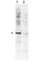 Cell Division Cycle 16 antibody, orb345506, Biorbyt, Western Blot image 