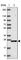 EMX2 antibody, HPA065294, Atlas Antibodies, Western Blot image 