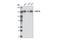 Chromatin Assembly Factor 1 Subunit A antibody, 5480S, Cell Signaling Technology, Western Blot image 