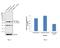 Casein Kinase 2 Alpha 1 antibody, PA5-28686, Invitrogen Antibodies, Western Blot image 