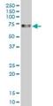 Serum Response Factor antibody, H00006722-M03, Novus Biologicals, Western Blot image 