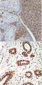 High Mobility Group Box 1 antibody, NBP2-27396, Novus Biologicals, Immunohistochemistry paraffin image 