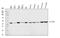 Acyl-CoA Dehydrogenase Medium Chain antibody, A02383-3, Boster Biological Technology, Western Blot image 