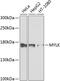 Myosin Light Chain Kinase antibody, 23-364, ProSci, Western Blot image 