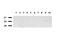 Gamma-Butyrobetaine Hydroxylase 1 antibody, LS-C799231, Lifespan Biosciences, Western Blot image 