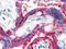 CD59 Molecule (CD59 Blood Group) antibody, NB500-330, Novus Biologicals, Immunohistochemistry paraffin image 