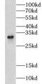 C-Type Lectin Domain Family 1 Member A antibody, FNab01750, FineTest, Western Blot image 