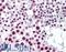 Cyclin-H antibody, LS-B6020, Lifespan Biosciences, Immunohistochemistry frozen image 