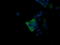 Mitogen-Activated Protein Kinase 13 antibody, LS-C174553, Lifespan Biosciences, Immunofluorescence image 