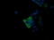 p38 MAPK antibody, LS-C174553, Lifespan Biosciences, Immunofluorescence image 