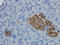 Natural Cytotoxicity Triggering Receptor 1 antibody, orb319076, Biorbyt, Immunohistochemistry paraffin image 