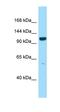 PPFIA Binding Protein 2 antibody, orb331366, Biorbyt, Western Blot image 