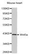 Wnt Family Member 5A antibody, MBS127041, MyBioSource, Western Blot image 