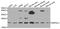 GrpE Like 2, Mitochondrial antibody, STJ110637, St John