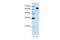 FMR1 Autosomal Homolog 1 antibody, PA5-41734, Invitrogen Antibodies, Western Blot image 