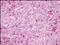 G Protein-Coupled Receptor 171 antibody, NLS1226, Novus Biologicals, Immunohistochemistry paraffin image 