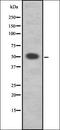 FUS RNA Binding Protein antibody, orb337239, Biorbyt, Western Blot image 