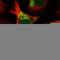 Gse1 Coiled-Coil Protein antibody, HPA036365, Atlas Antibodies, Immunocytochemistry image 