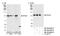 DEAD-Box Helicase 24 antibody, NB100-2224, Novus Biologicals, Western Blot image 