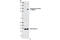 ATPase Na+/K+ Transporting Subunit Alpha 1 antibody, 4020S, Cell Signaling Technology, Western Blot image 