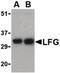Fas Apoptotic Inhibitory Molecule 2 antibody, orb86764, Biorbyt, Western Blot image 