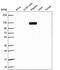 Exportin For TRNA antibody, PA5-66095, Invitrogen Antibodies, Western Blot image 
