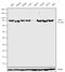 Bruton Tyrosine Kinase antibody, 720065, Invitrogen Antibodies, Western Blot image 