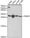 Proteasome 26S Subunit, Non-ATPase 9 antibody, STJ27310, St John