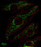 Solute Carrier Family 25 Member 37 antibody, A10701, Boster Biological Technology, Immunofluorescence image 