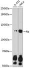 RB Transcriptional Corepressor 1 antibody, 13-001, ProSci, Western Blot image 