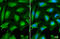 CD59 Molecule (CD59 Blood Group) antibody, GTX132874, GeneTex, Immunofluorescence image 