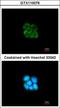 Serpin Family F Member 2 antibody, GTX110076, GeneTex, Immunocytochemistry image 