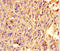 Trafficking Kinesin Protein 1 antibody, A68042-100, Epigentek, Immunohistochemistry paraffin image 
