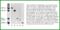 Neurofilament Medium antibody, MBS415063, MyBioSource, Western Blot image 