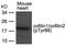 p18 antibody, PA5-37809, Invitrogen Antibodies, Western Blot image 