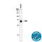 Tissue Factor Pathway Inhibitor antibody, AF2974, R&D Systems, Immunoprecipitation image 