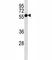 Caspase 8 antibody, F53692-0.1ML, NSJ Bioreagents, Western Blot image 