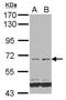 Family With Sequence Similarity 111 Member B antibody, NBP2-16409, Novus Biologicals, Western Blot image 