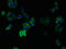 Transmembrane Protein 14B antibody, CSB-PA023721EA01HU, Cusabio, Immunofluorescence image 