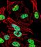 T antibody, LS-C156190, Lifespan Biosciences, Immunofluorescence image 