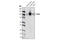 TYRO3 Protein Tyrosine Kinase antibody, 5585S, Cell Signaling Technology, Western Blot image 