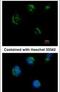 Transmembrane Protein 59 Like antibody, PA5-32023, Invitrogen Antibodies, Immunofluorescence image 
