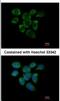 60S ribosomal protein L7a antibody, NBP2-20217, Novus Biologicals, Immunofluorescence image 