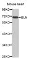 Elastin antibody, abx002068, Abbexa, Western Blot image 