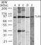 Toll Like Receptor 5 antibody, orb95341, Biorbyt, Western Blot image 