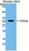 Ephrin A3 antibody, LS-C373220, Lifespan Biosciences, Western Blot image 