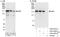 Inverted formin-2 antibody, A303-429A, Bethyl Labs, Immunoprecipitation image 