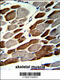 Elastin Microfibril Interfacer 1 antibody, 62-373, ProSci, Immunohistochemistry paraffin image 