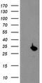 Proteasome Subunit Beta 4 antibody, MA5-25685, Invitrogen Antibodies, Western Blot image 