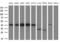 Poly(RC) Binding Protein 1 antibody, MA5-26791, Invitrogen Antibodies, Western Blot image 